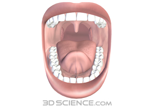 Open of the . Clipart mouth digestive system mouth