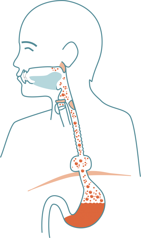 mouth clipart esophagus