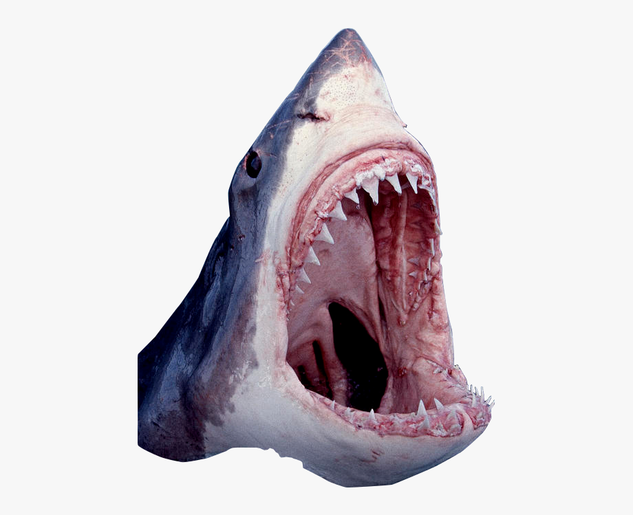 Picture #2984453 - mouth clipart great white shark. mouth clipart great whi...