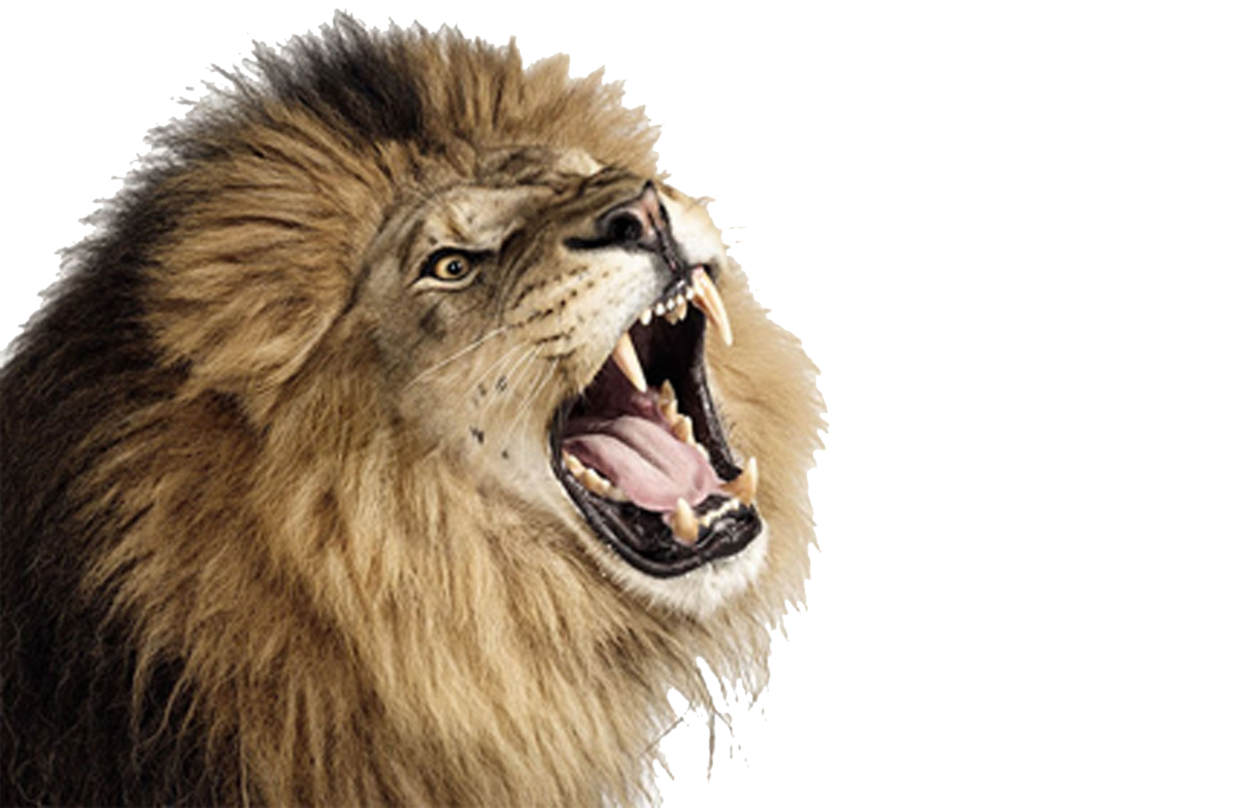 clipart mouth lion