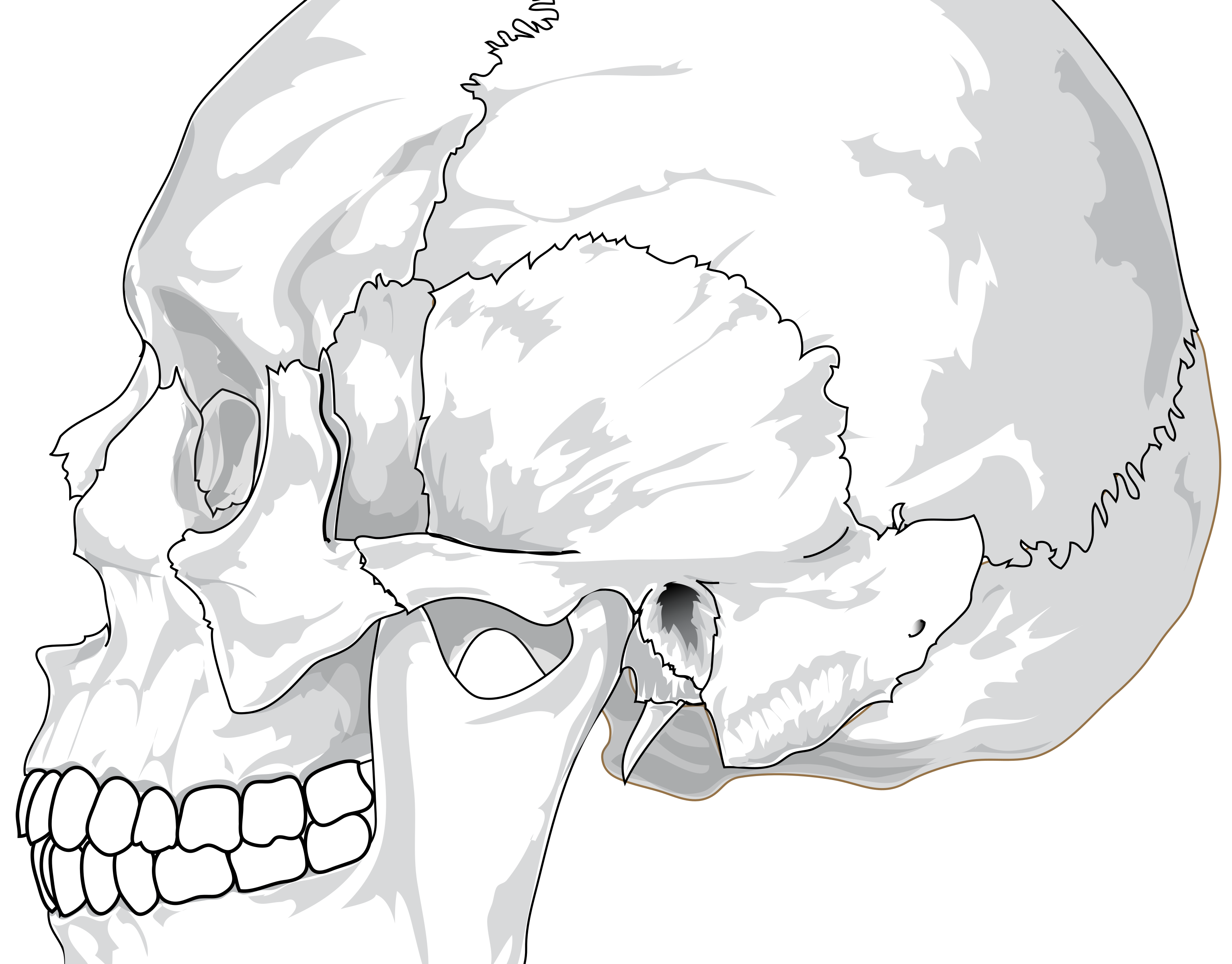 mouth clipart skeleton