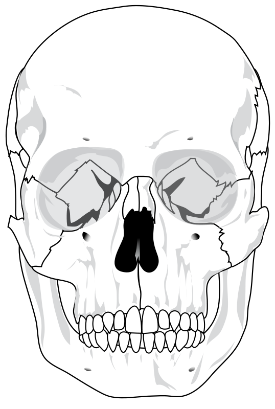 Clipart skeleton mouth. Skull free stock photo