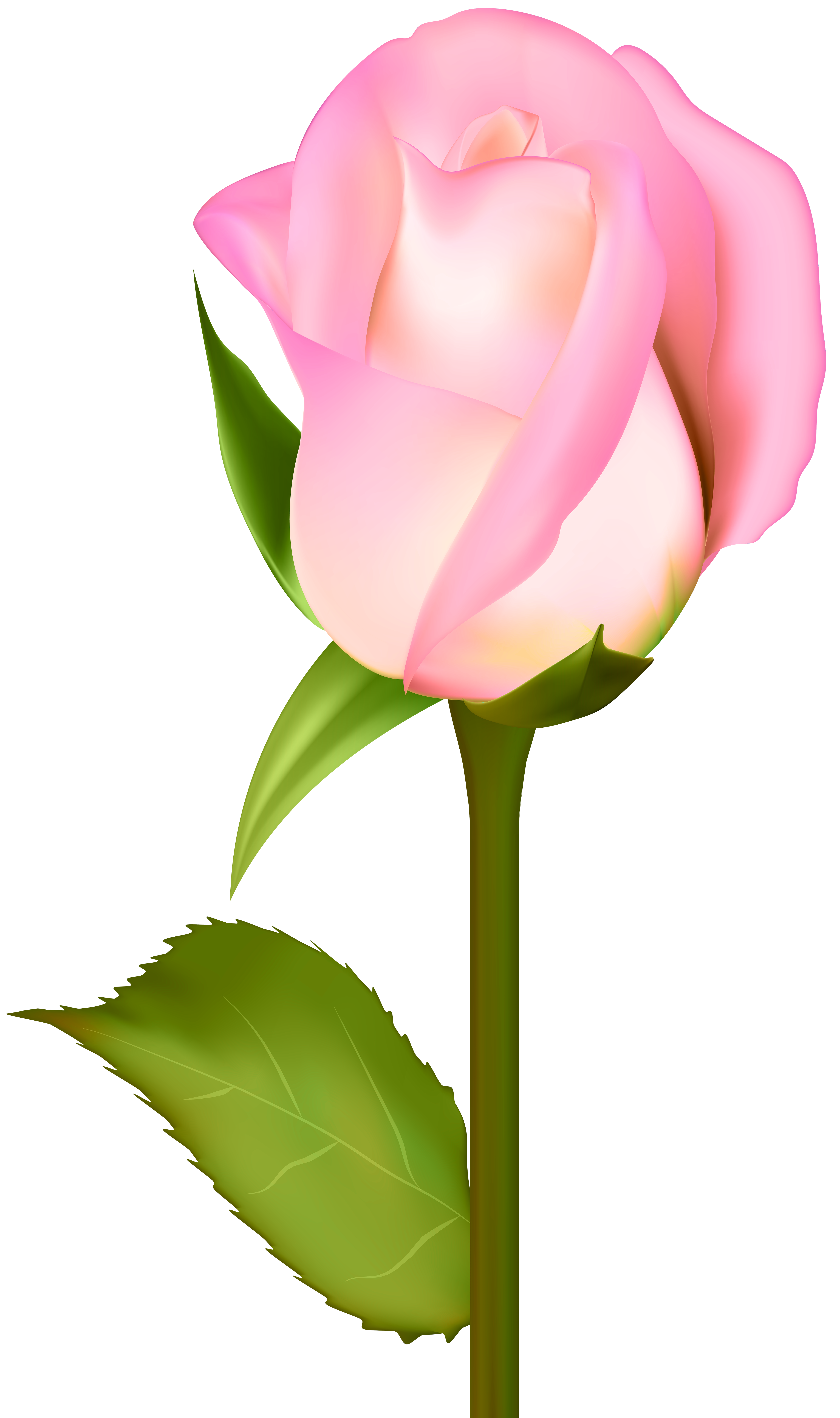 Rose at getdrawings com. Flowers clipart garden