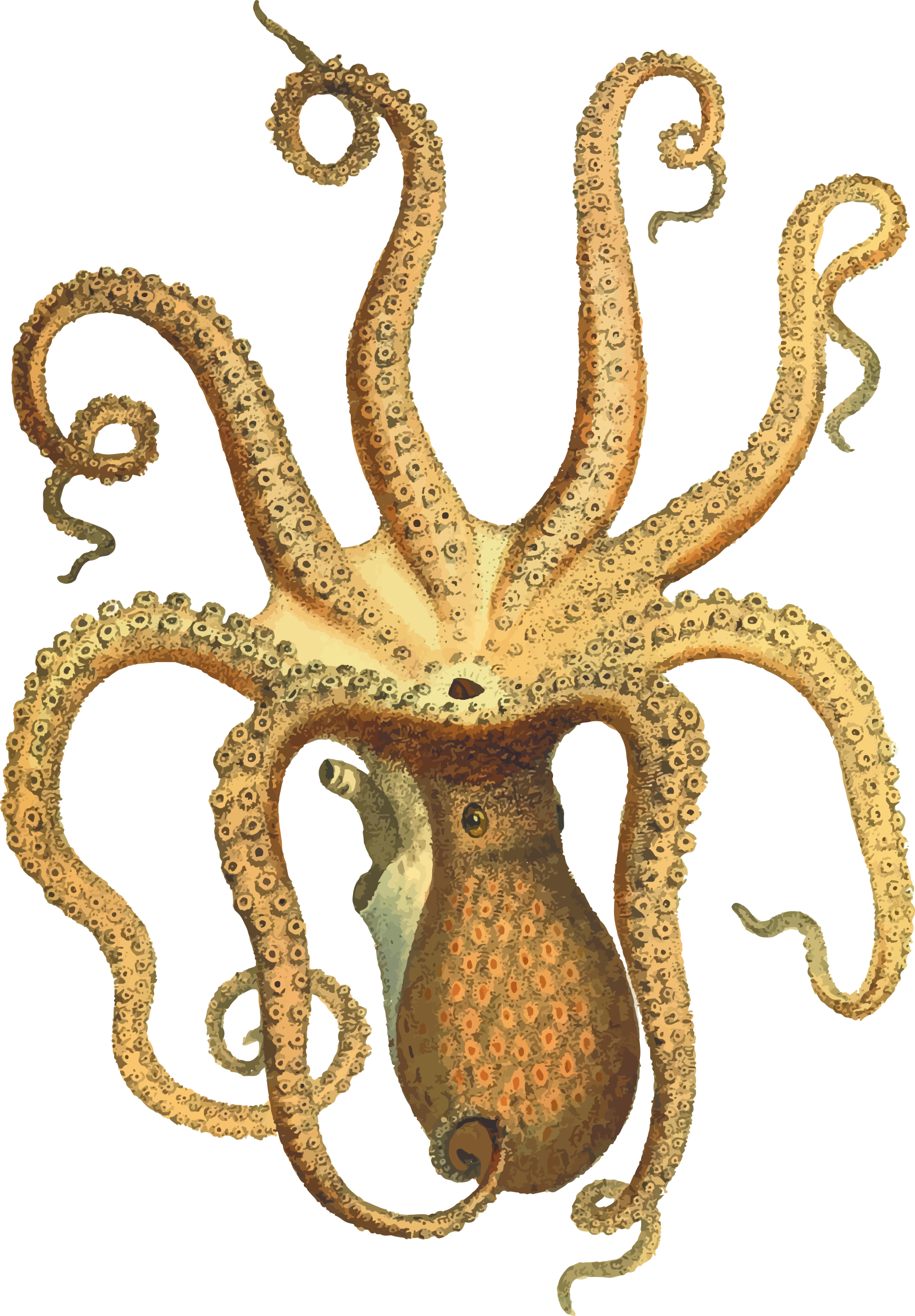 By gdj pixabay on. Clipart octopus vintage
