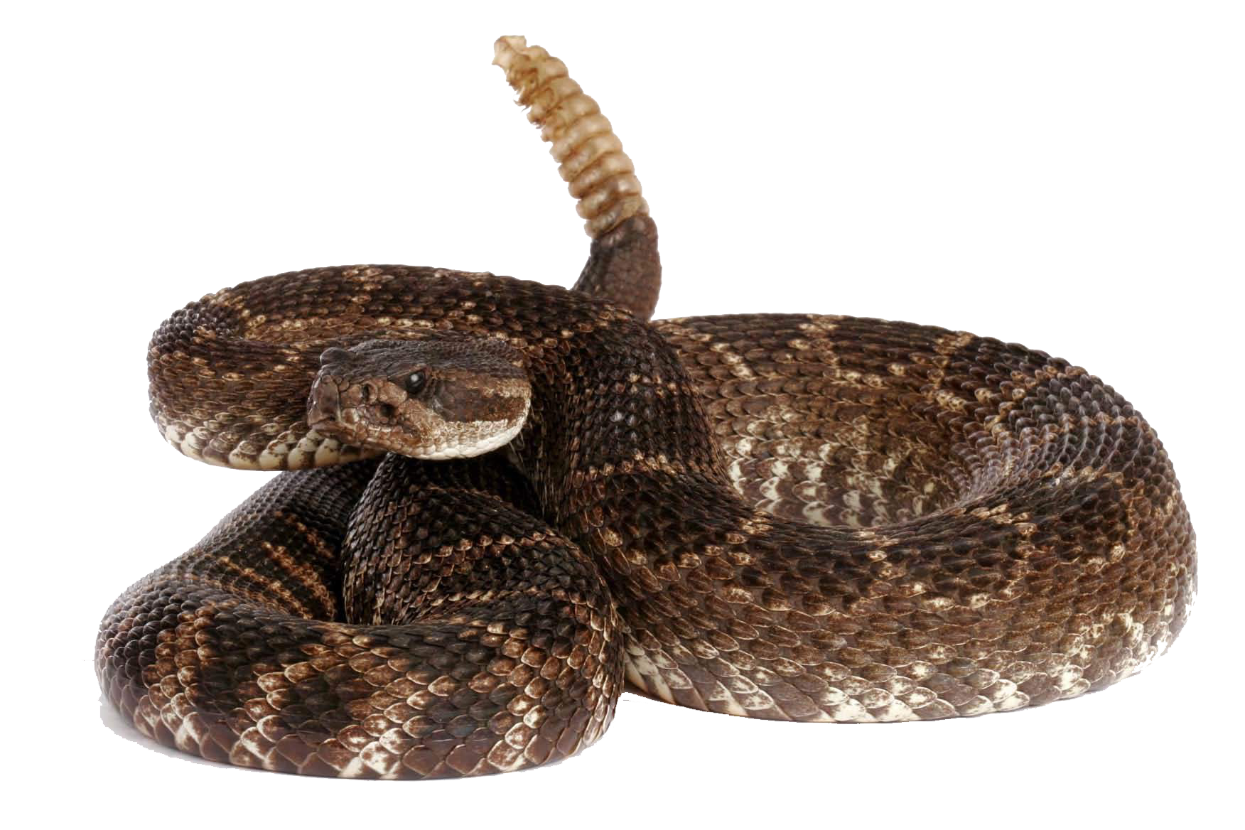 Snake file