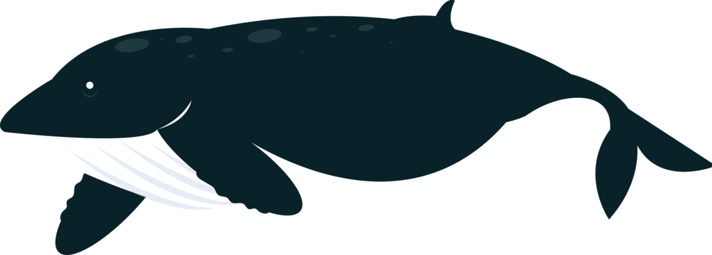 Whale marine ecosystem