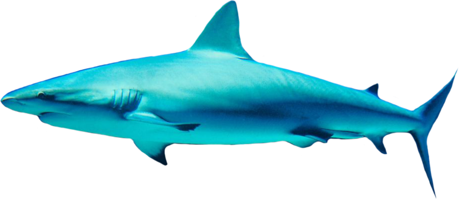 Clipart shark word. Png sea animals clip