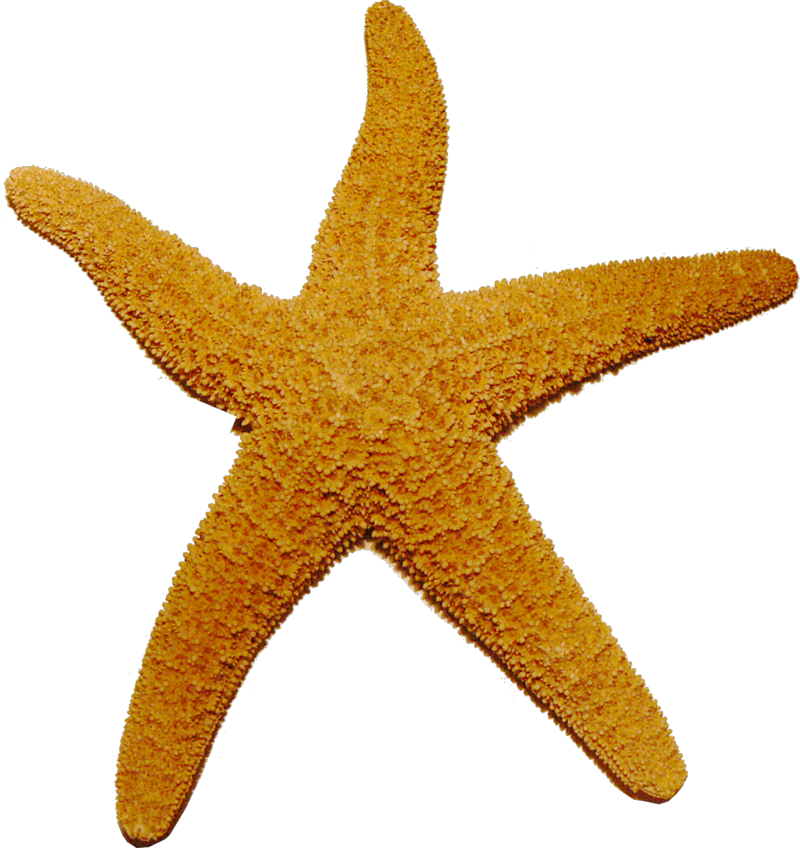 clipart ocean starfish