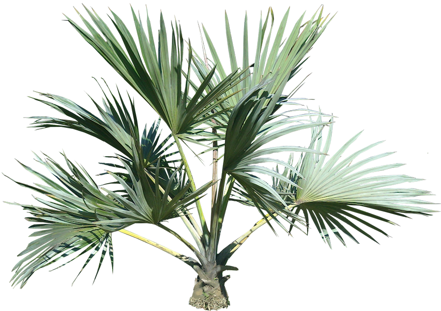 Plants clipart landscaping. Palm tree png image