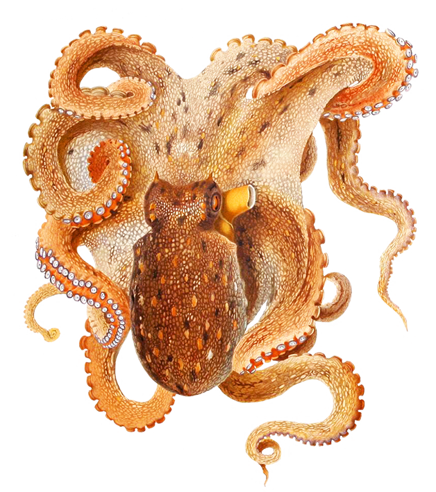 clipart octopus border