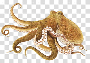 clipart octopus brown