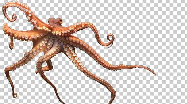 octopus clipart cephalopod