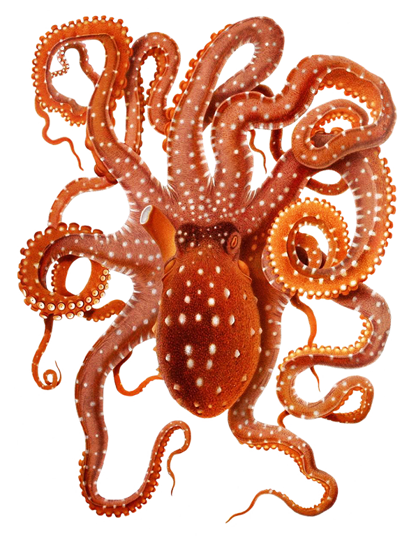 clipart swimming octopus