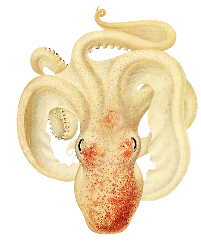 clipart octopus colored