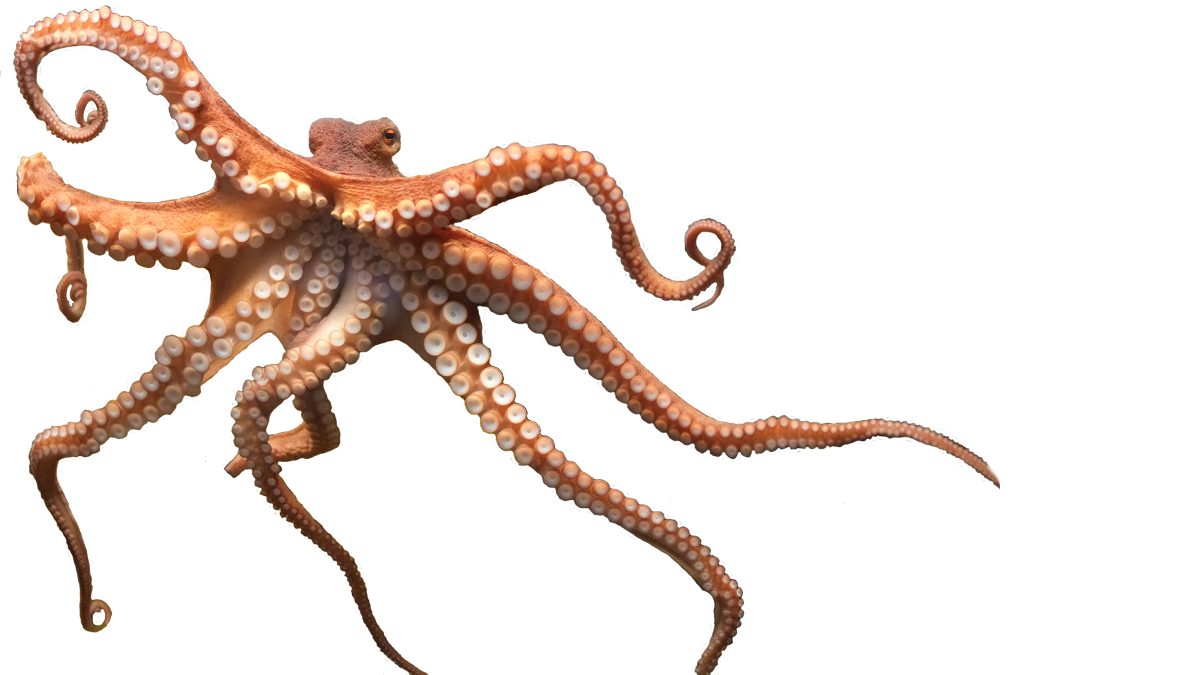 octopus clipart ocean life