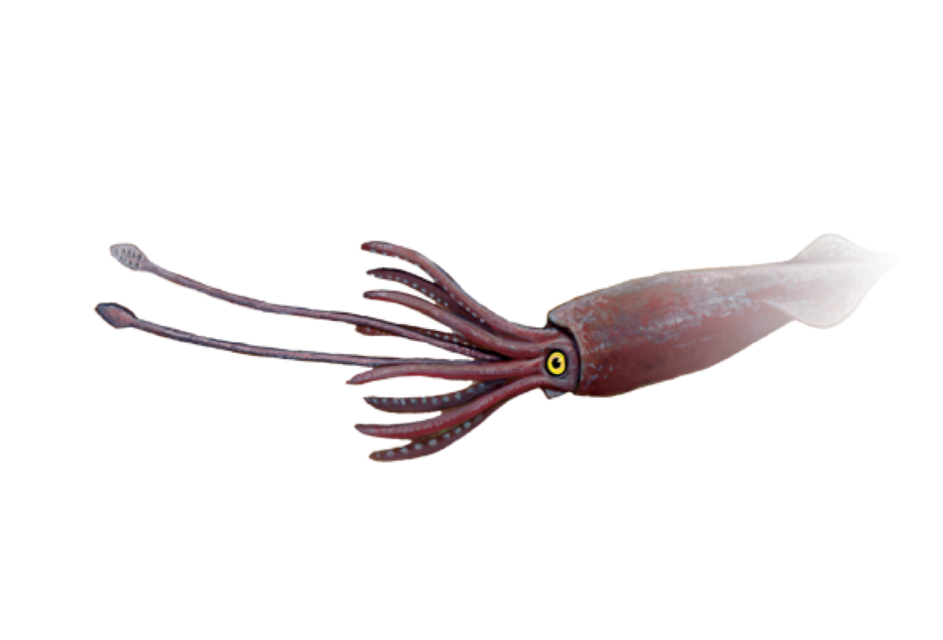 clipart octopus maroon