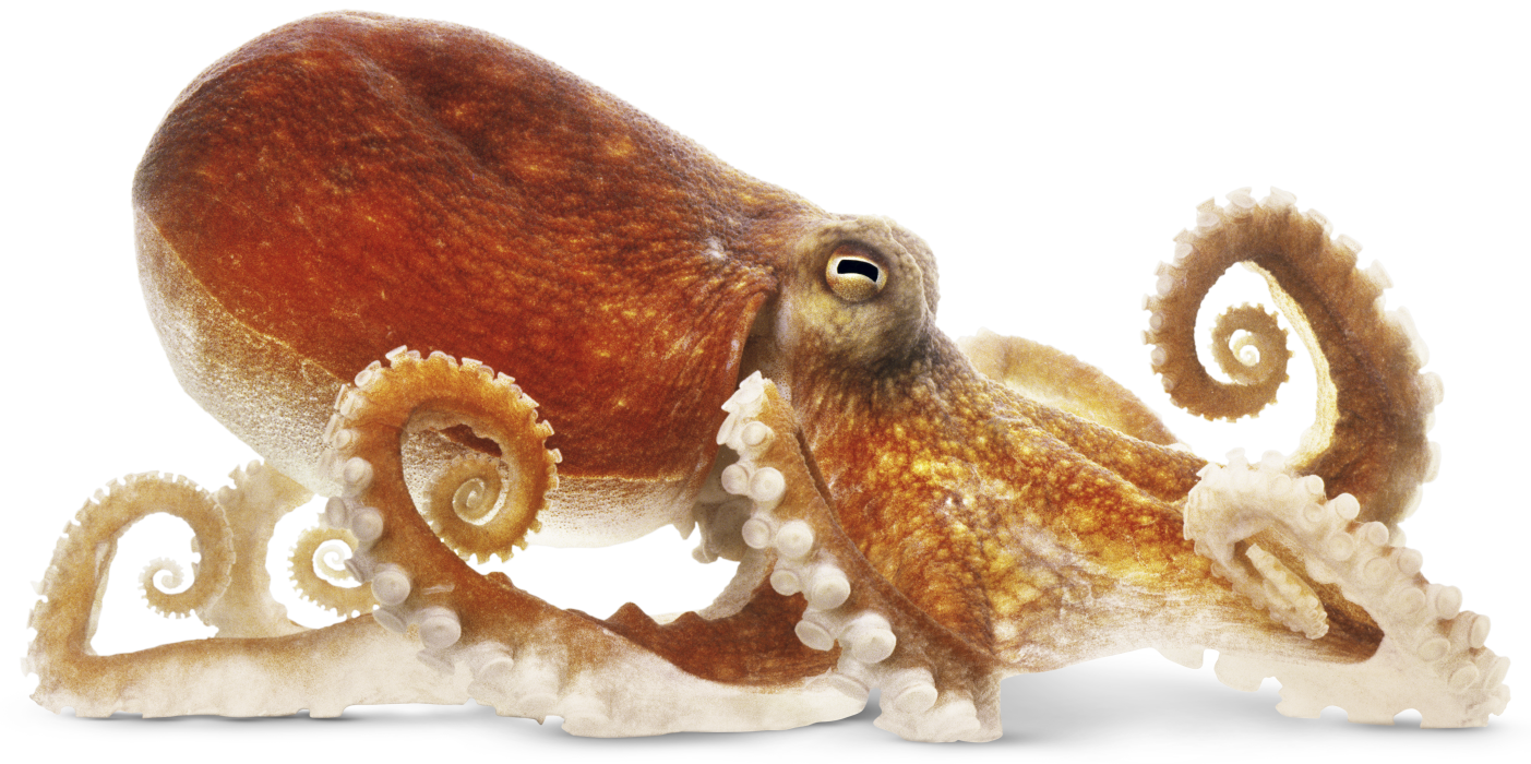 Png transparent images all. Octopus clipart mimic octopus
