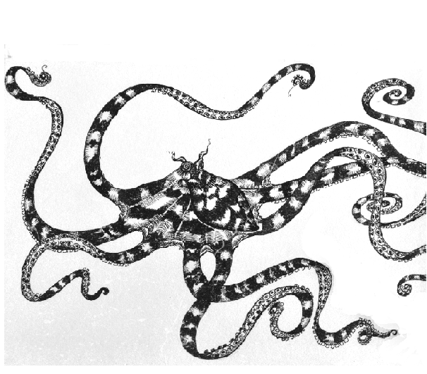 Tattoo ideas . Octopus clipart mimic octopus