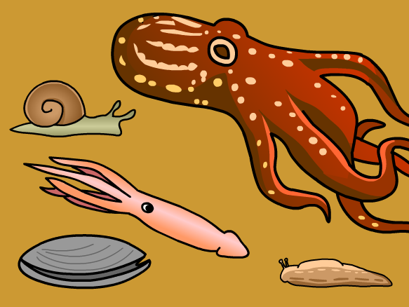 octopus clipart mollusk