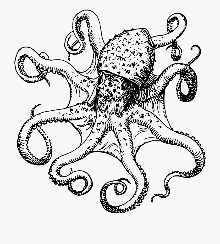 Clipart octopus octopus drawing. Png free cliparts on