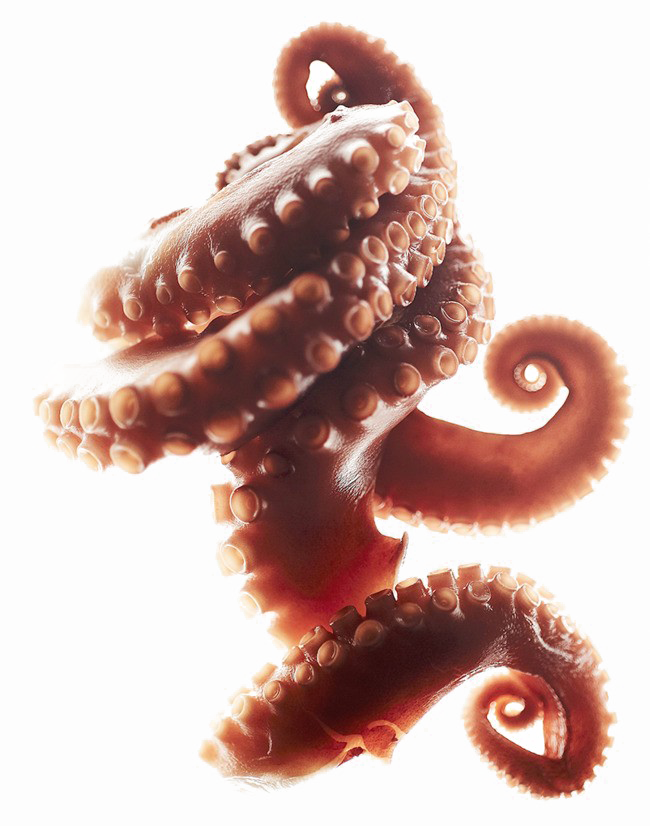 clipart octopus octopus tentacle