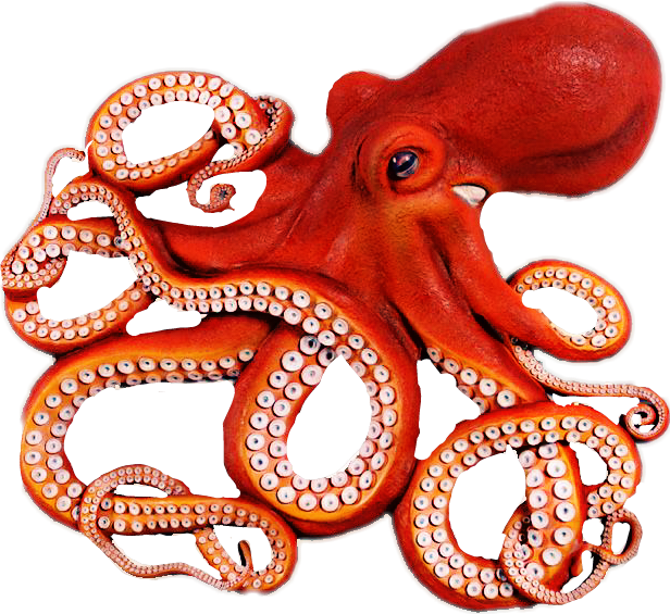 octopus clipart octopus tentacle