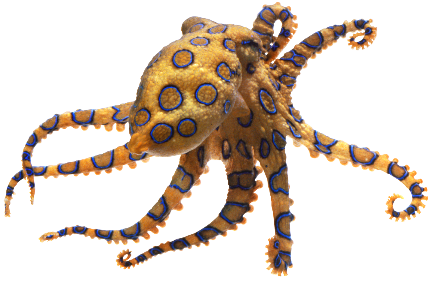 octopus clipart swimming