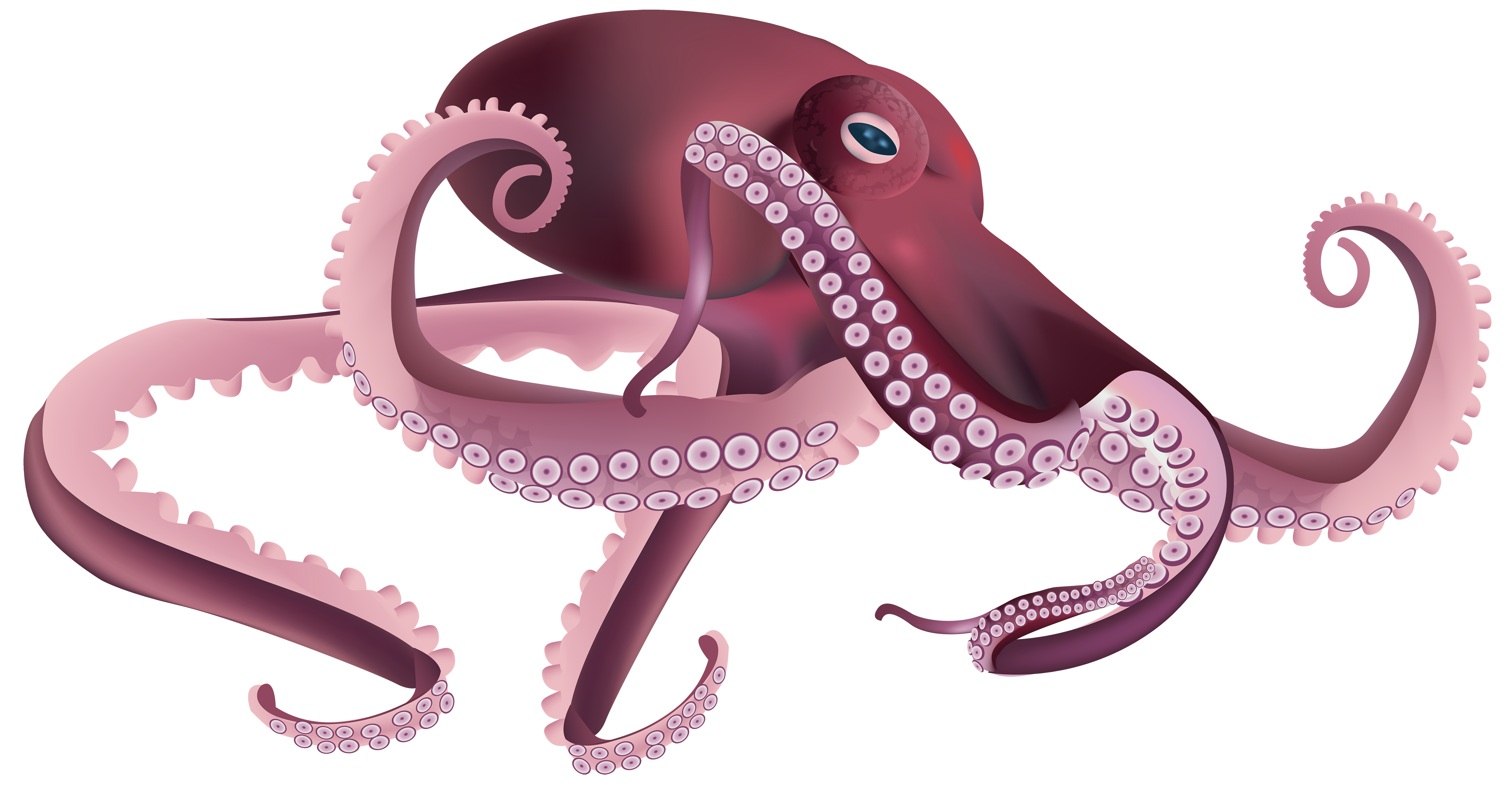 Clipart octopus squid, Clipart octopus squid Transparent ...