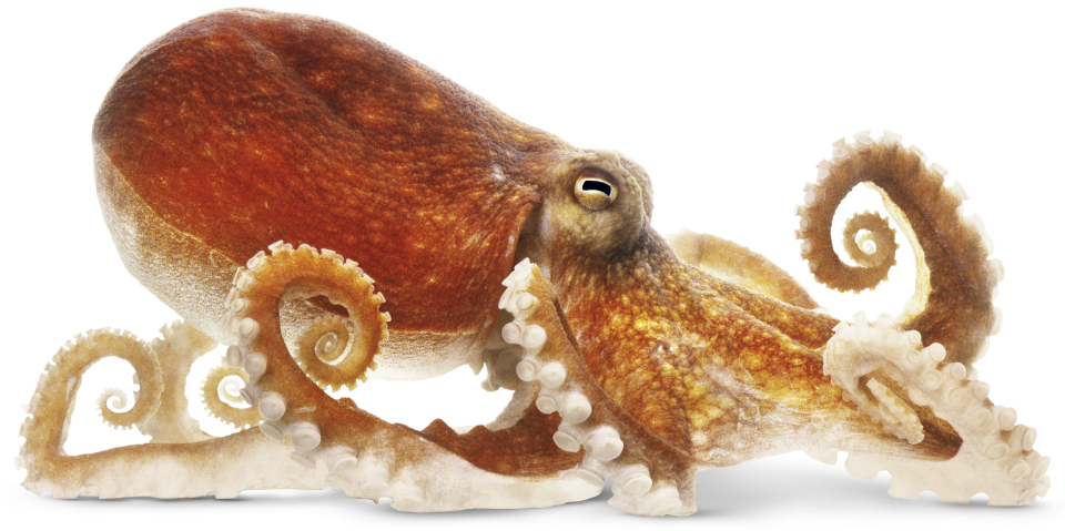 Octopus cuttlefish