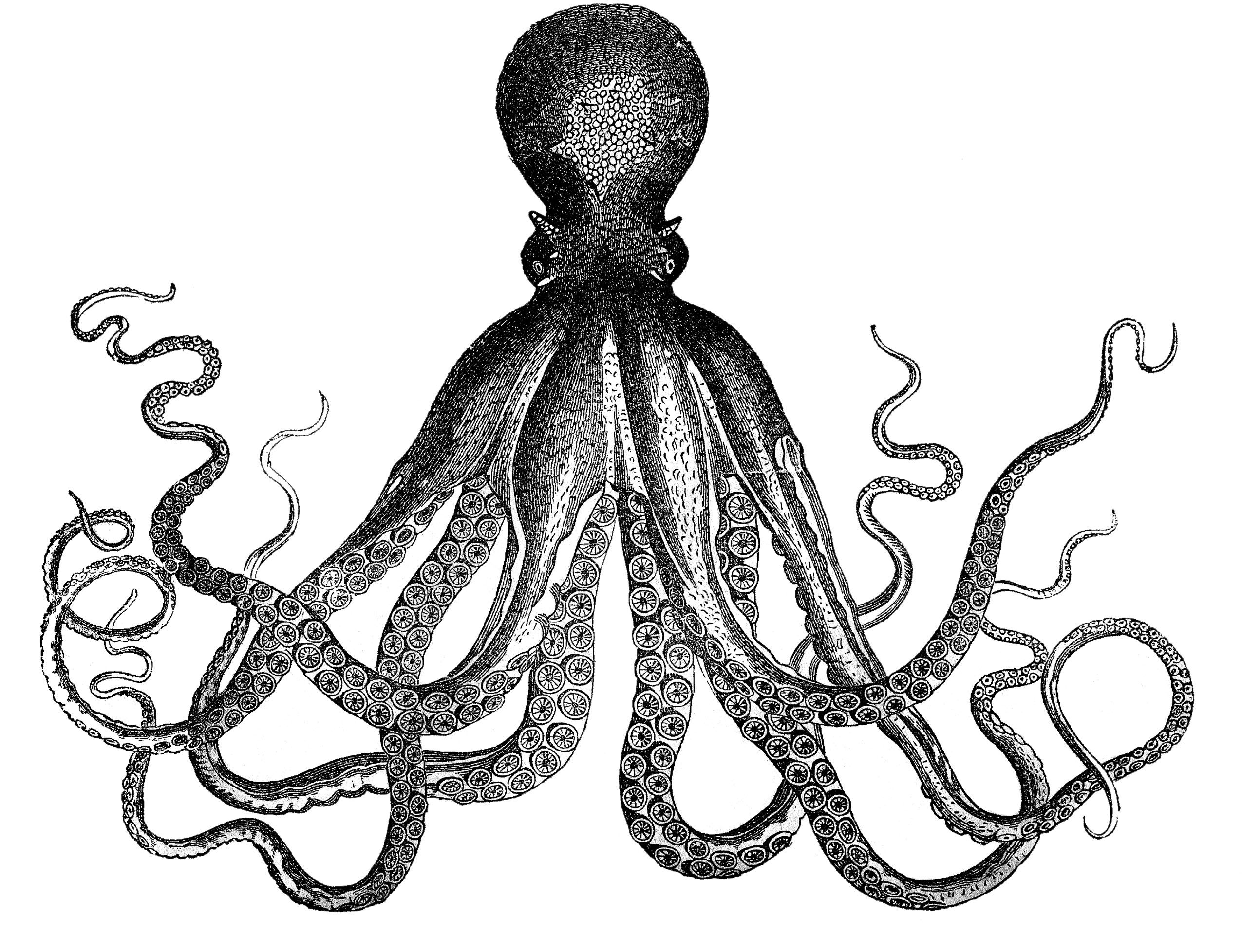  clip art images. Clipart octopus vintage