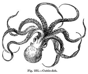 Clipart octopus vintage. Cuttlefish clip art black
