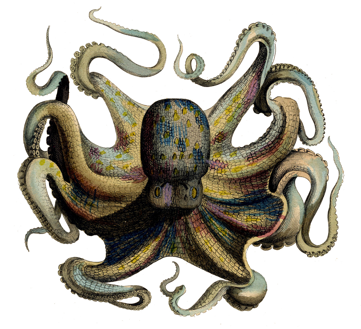  clip art images. Clipart octopus vintage