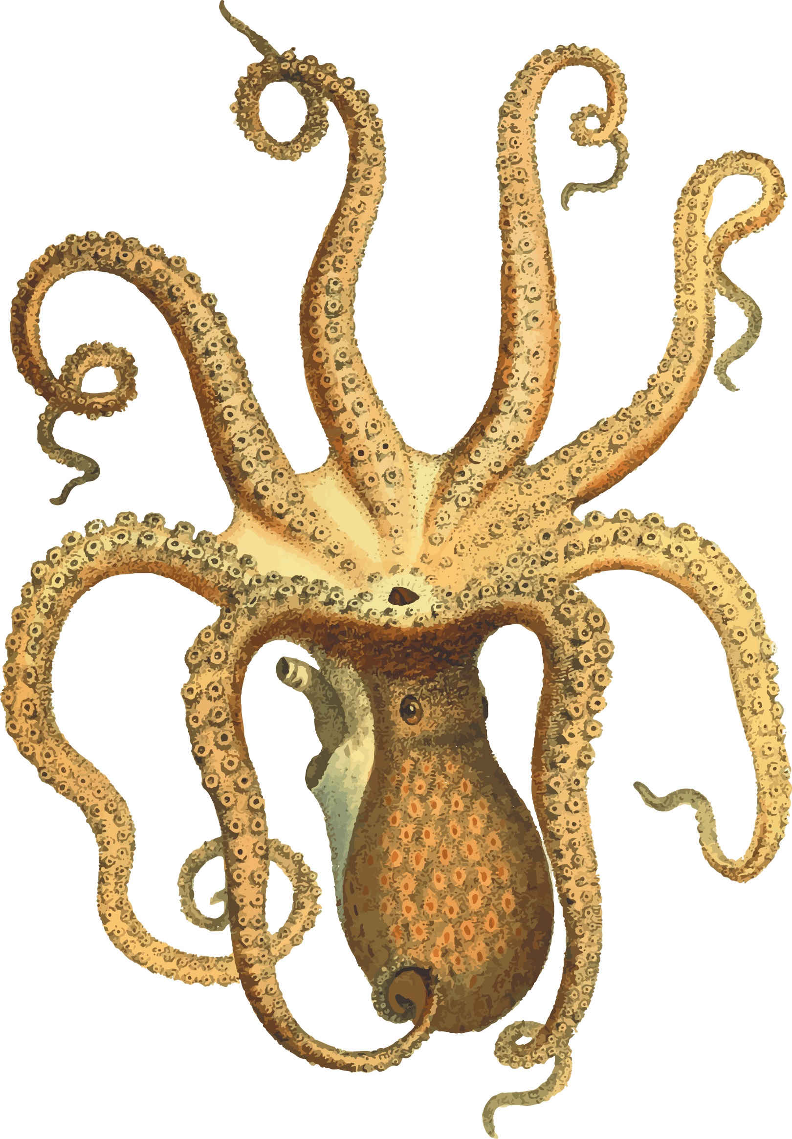 Clipart octopus yellow. Vintage transparent png stickpng