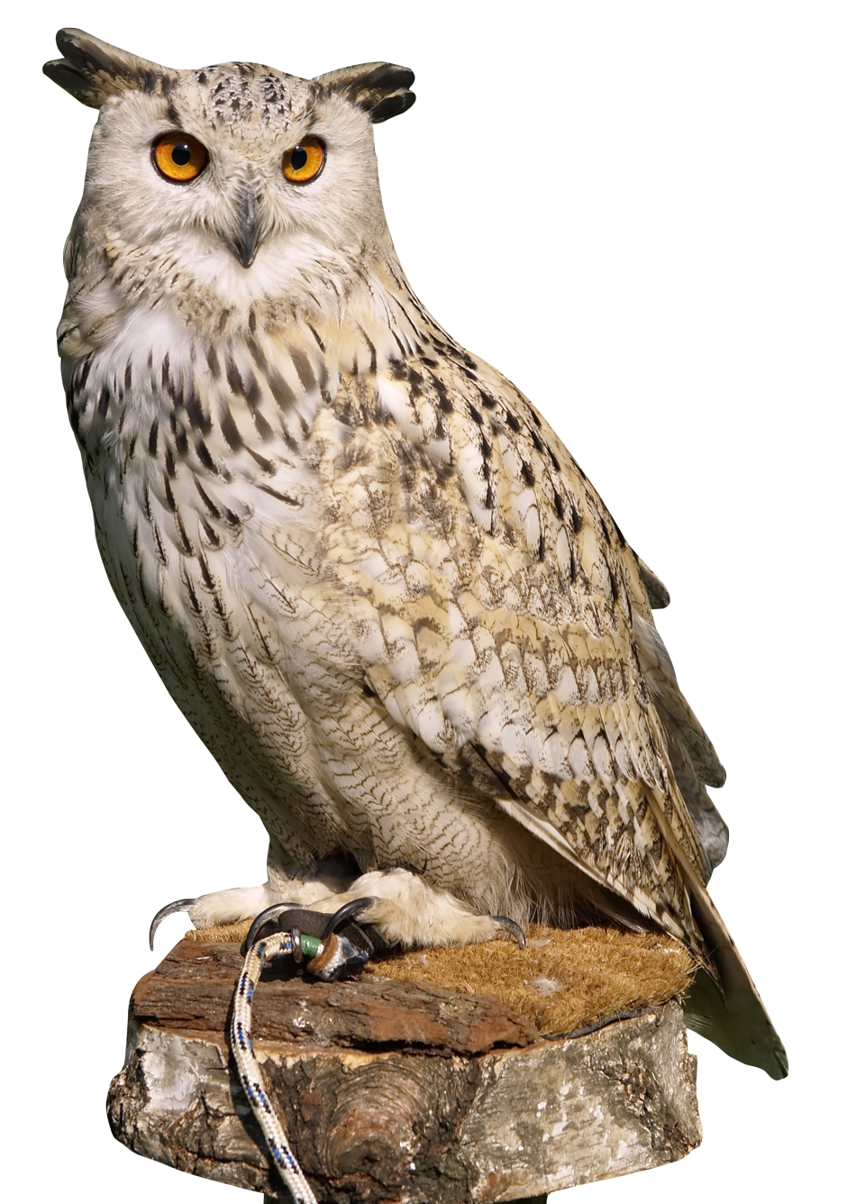 november clipart owl