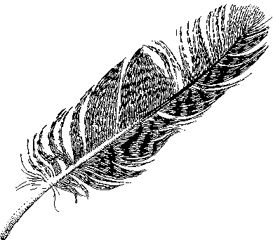 owl clipart feather