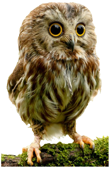 clipart owl high resolution