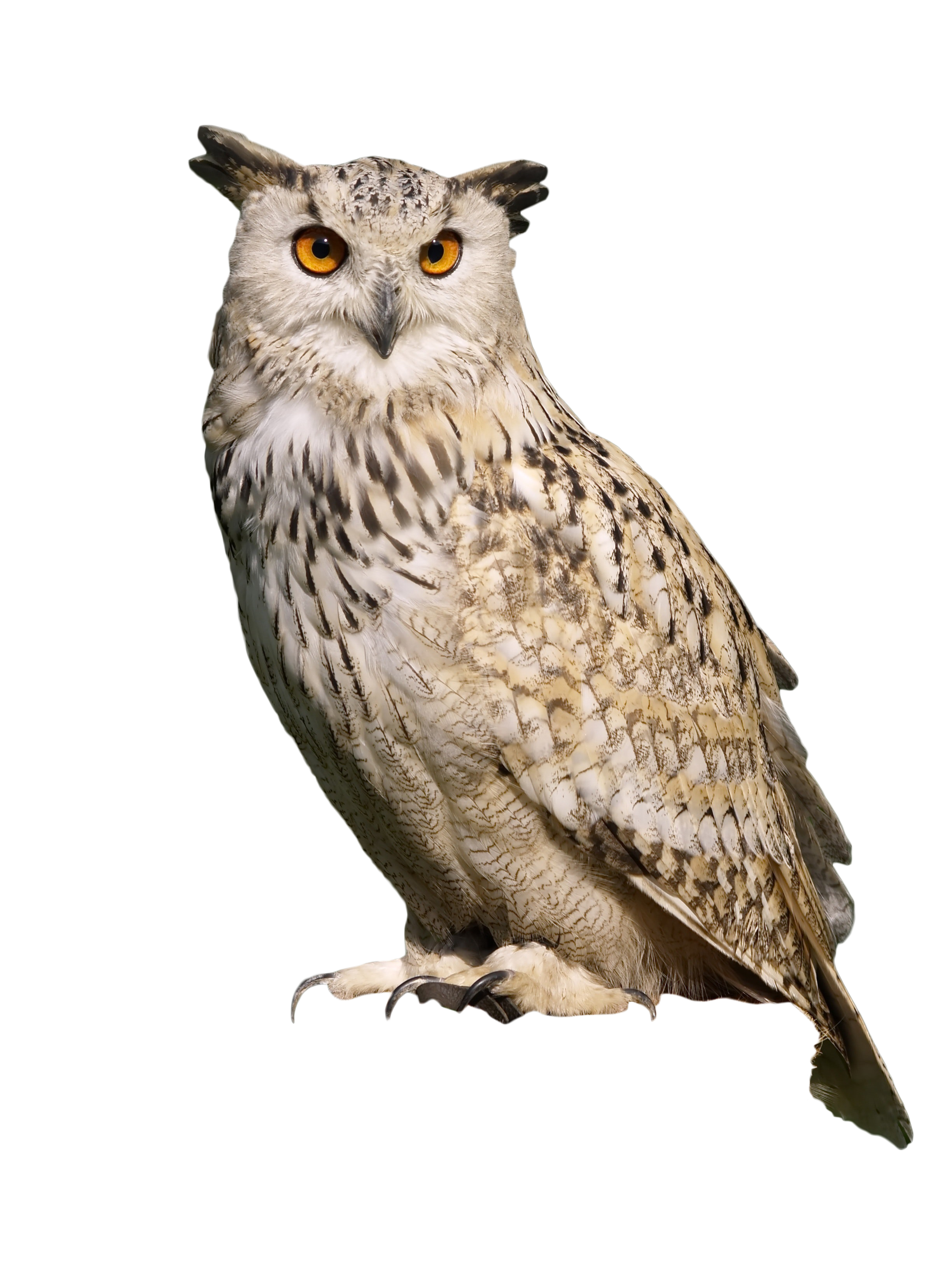 clipart owl owlet