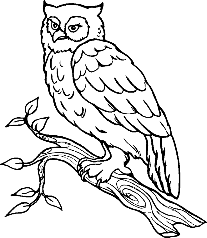 owls clipart line art