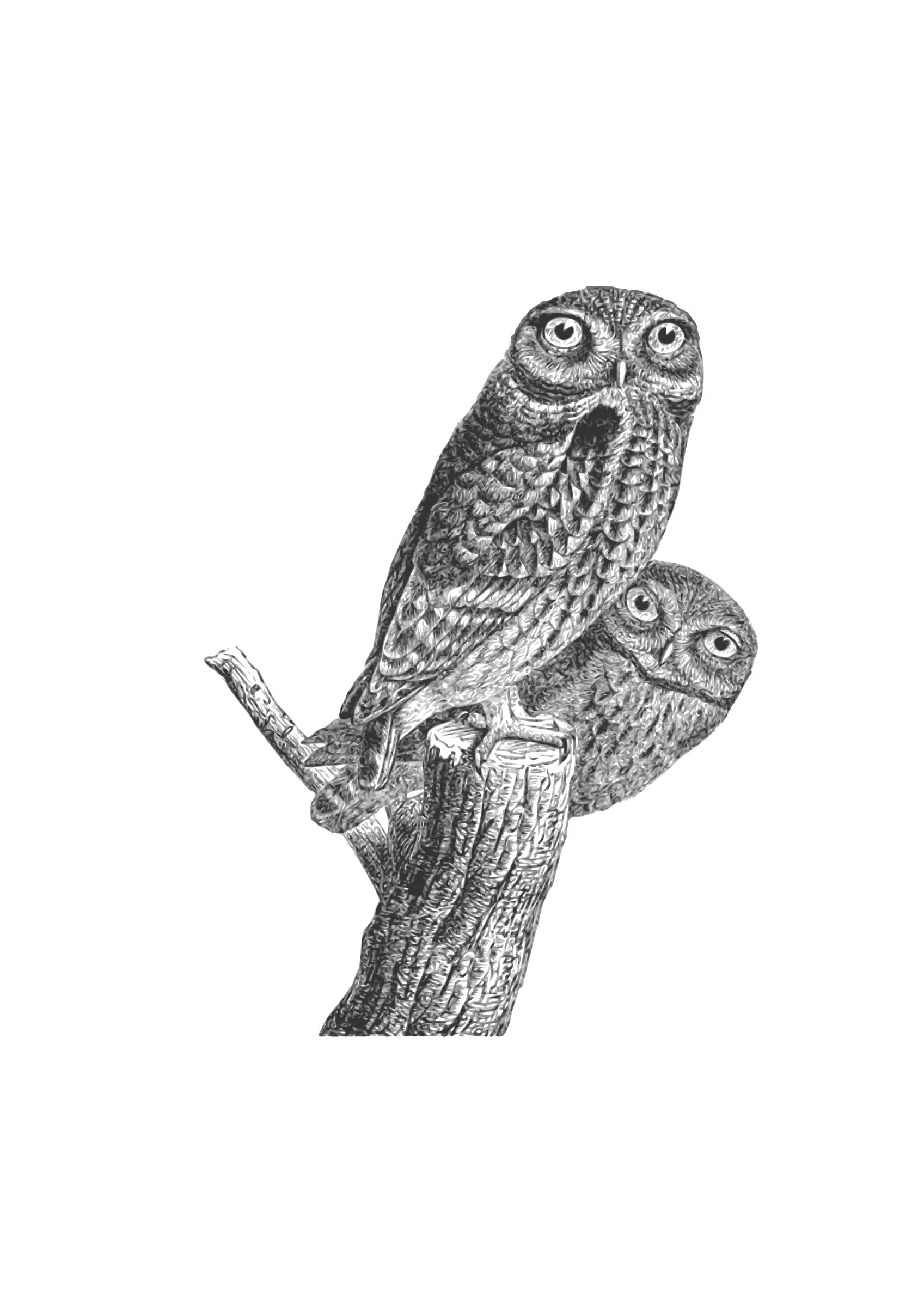 owls clipart vintage