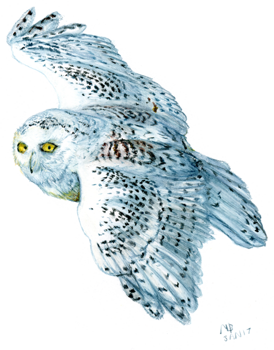 clipart owl watercolor