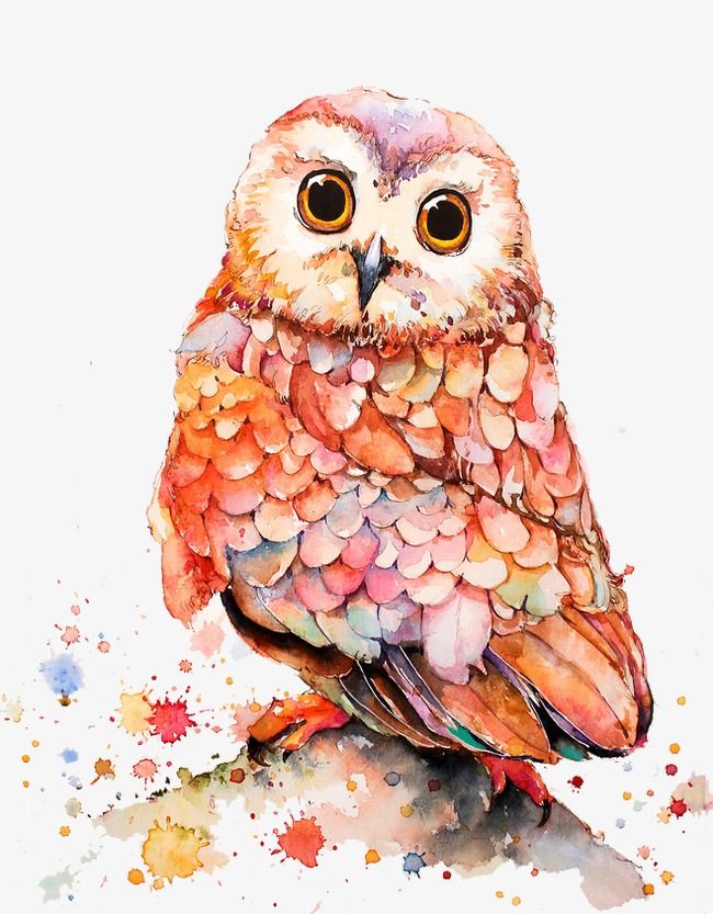 Owls are a hoot. Clipart owl watercolor