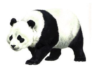 panda clipart real