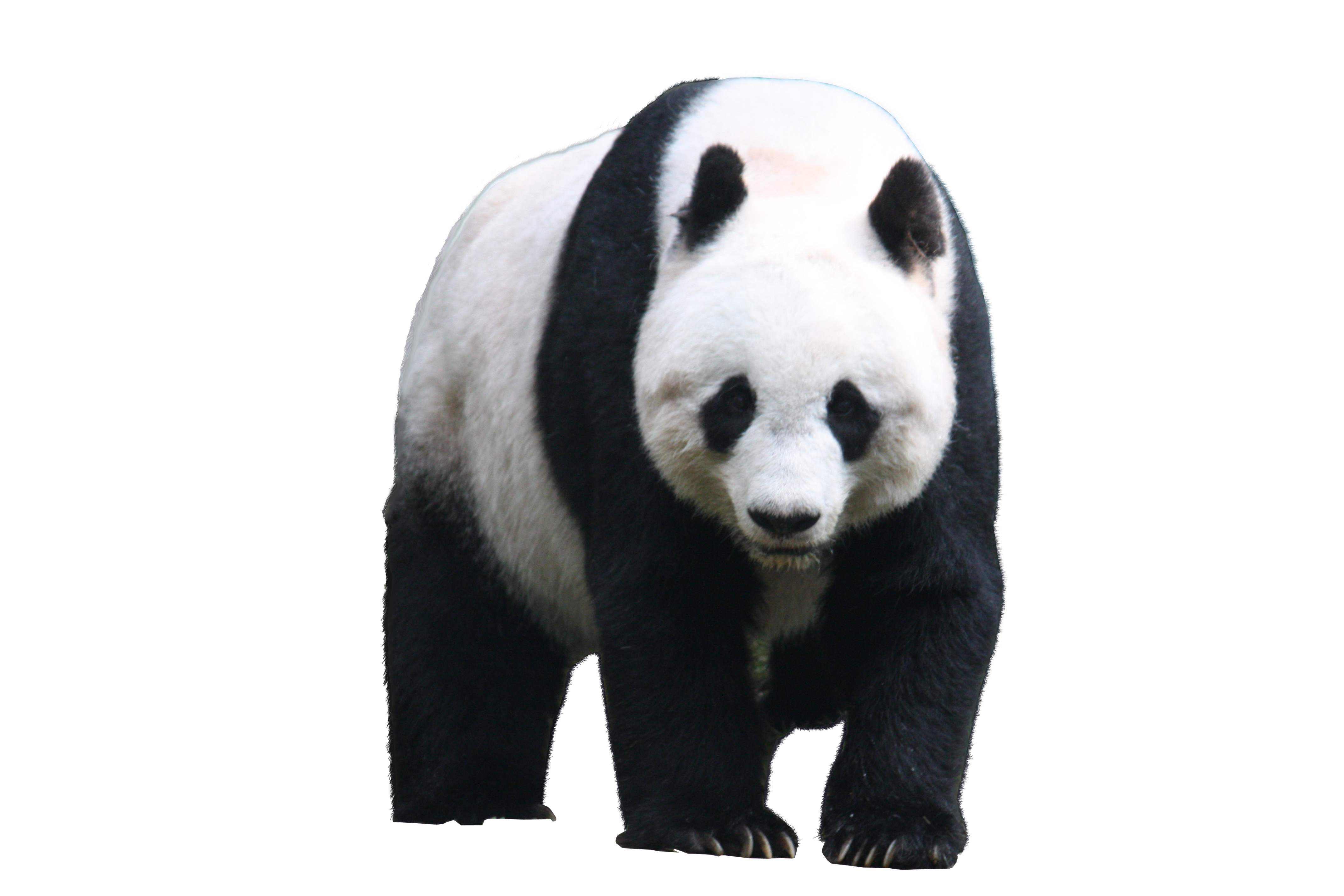 Panda clipart endangered animal. Png images free download