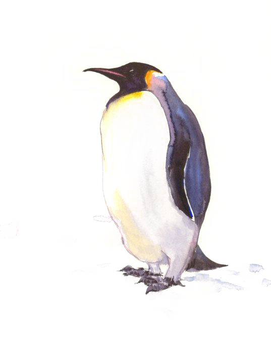 penguin clipart watercolor
