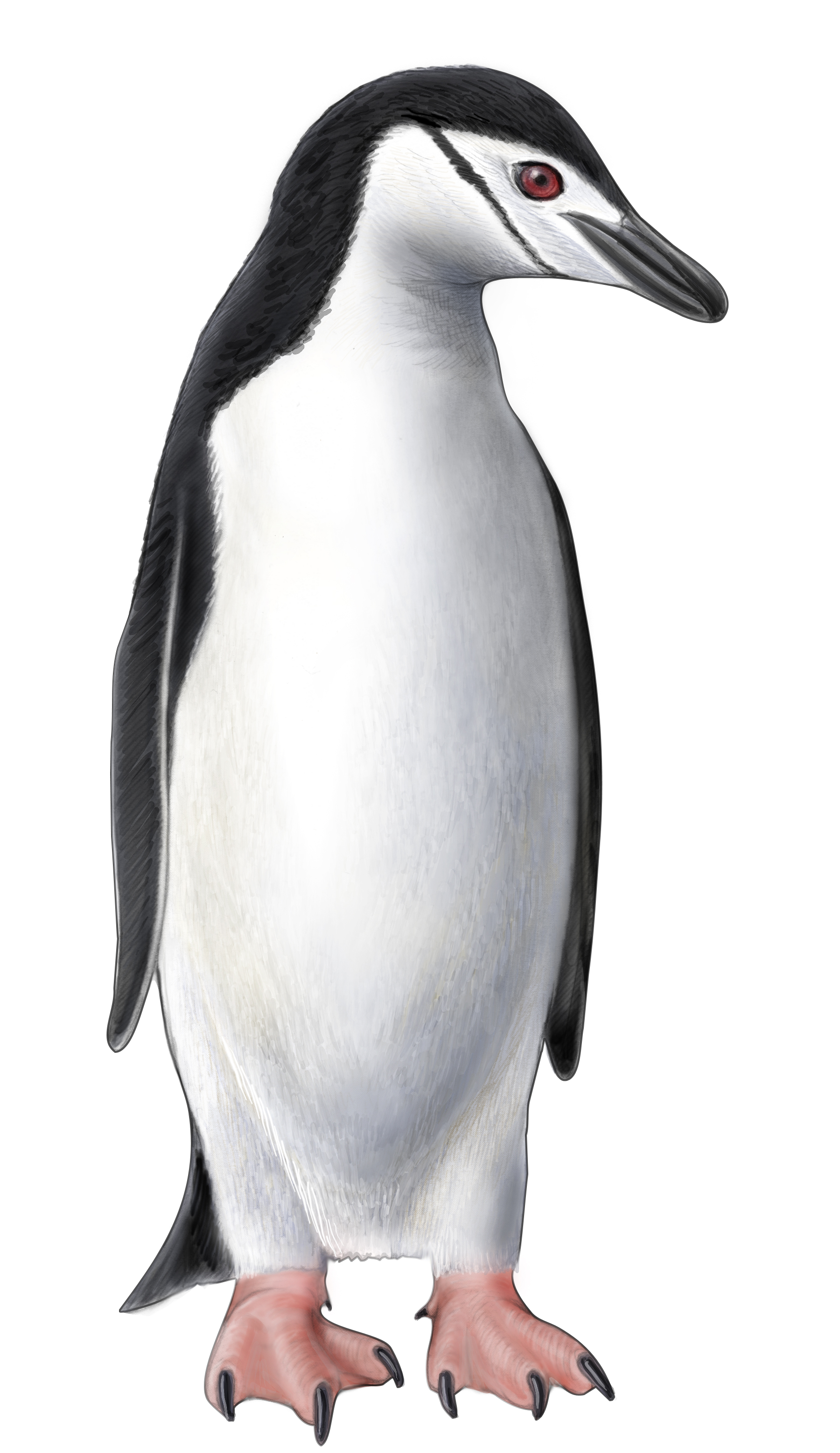 penguin clipart chinstrap penguin