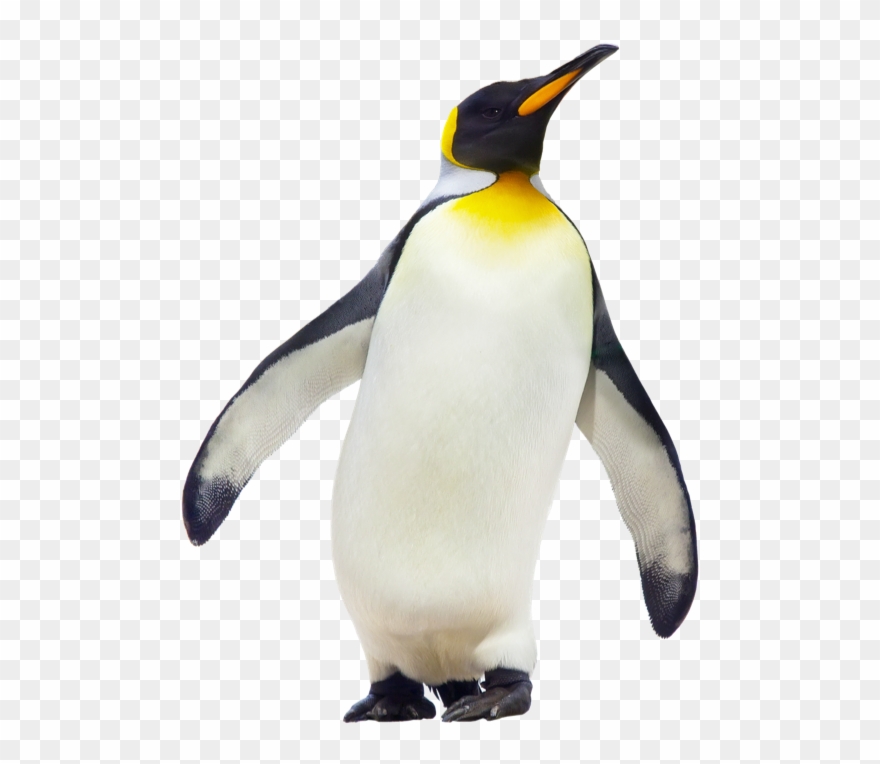 Clipart penguin emperor penguin, Clipart penguin emperor penguin