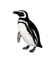 clipart penguin galapagos penguin