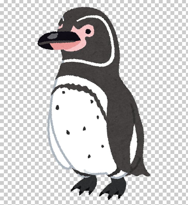penguin clipart galapagos penguin