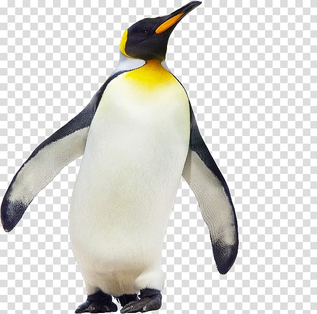 penguins clipart gentoo penguin