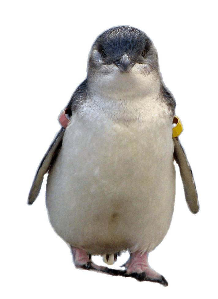 Clipart penguin little penguin. Fairy clip art large